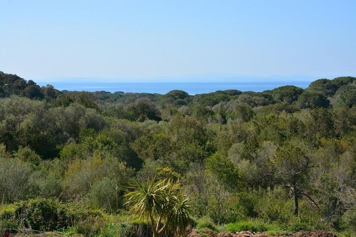 Palmiers De Palombaggia Villa Porto-Vecchio  Dış mekan fotoğraf